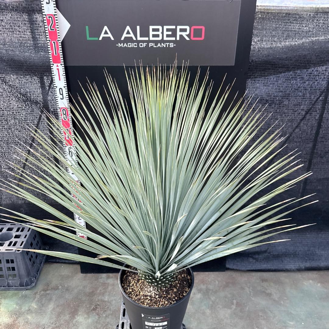 【AL1185】ユッカ　ロストラータ　ランチョブルー