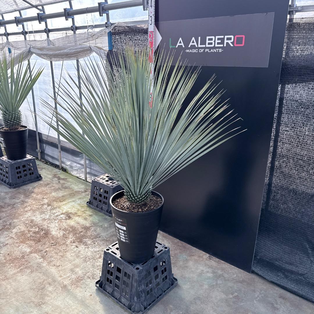 【AL1185】ユッカ　ロストラータ　ランチョブルー