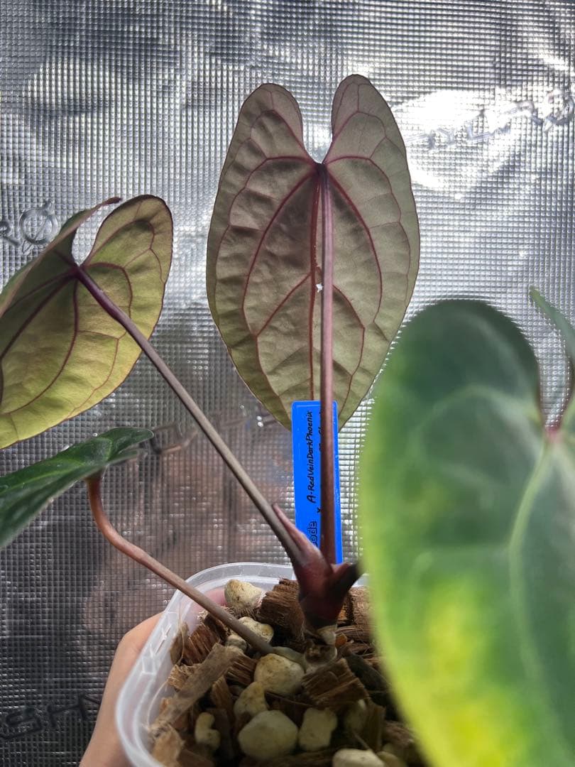 RedVeinDerPhoenix × Besseae off Ghost