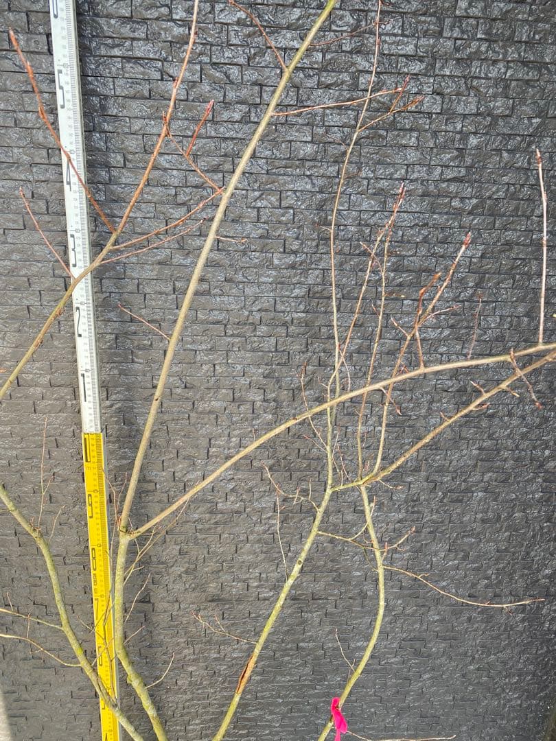 ジューンベリー　株立ち　樹高H1.7m