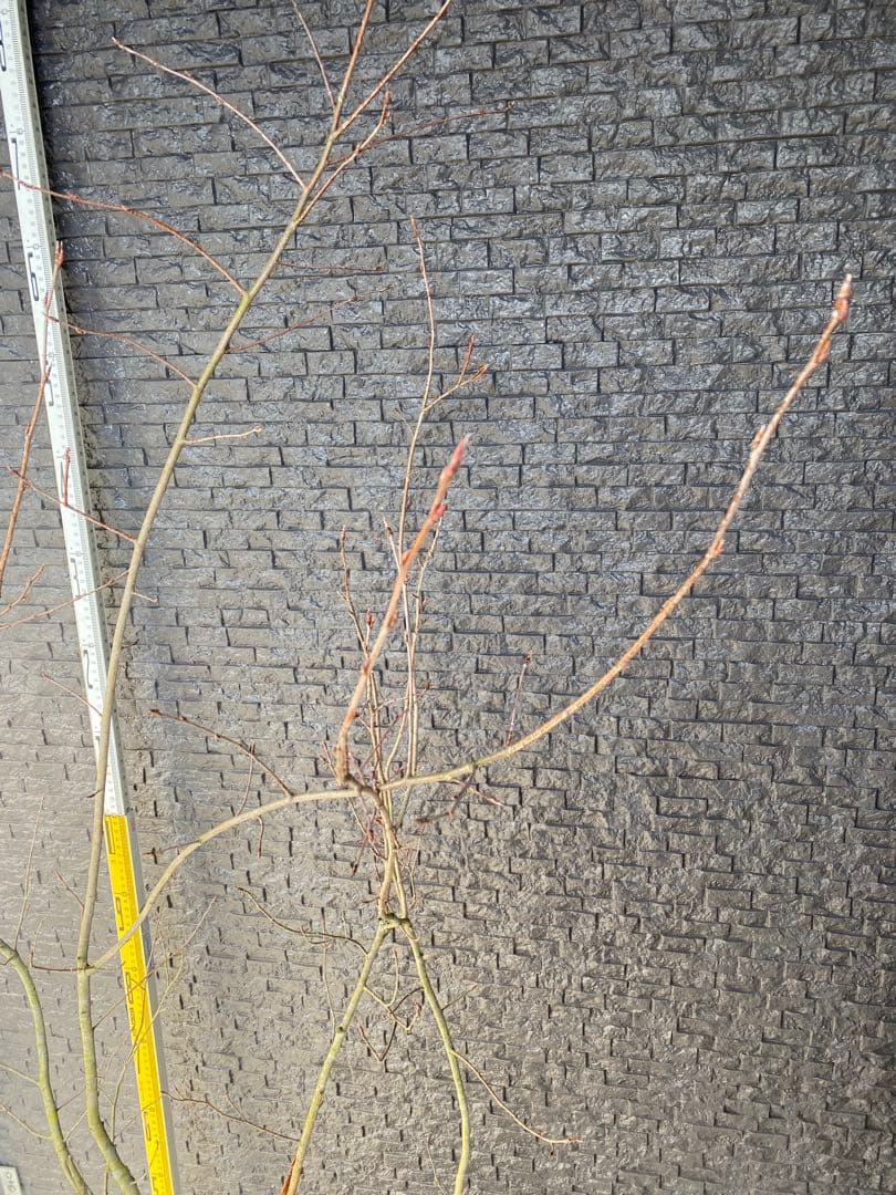 ジューンベリー　株立ち　樹高H1.7m