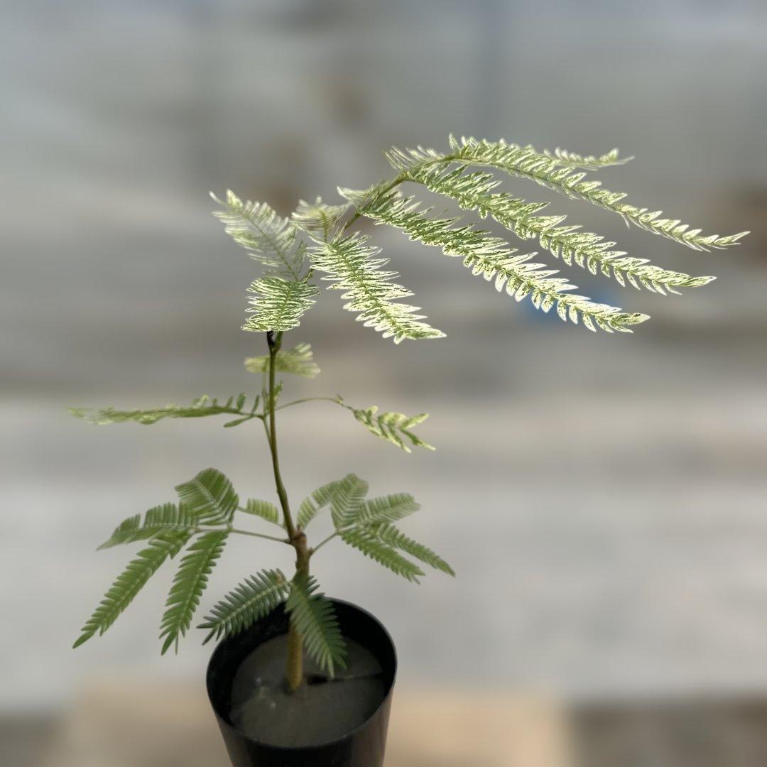 k*p様 エバーフレッシュ斑入り