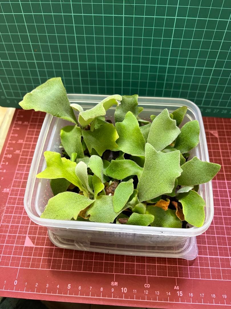 【専用出品　拳王ビカクシダ板職人様】cotton cloud spore