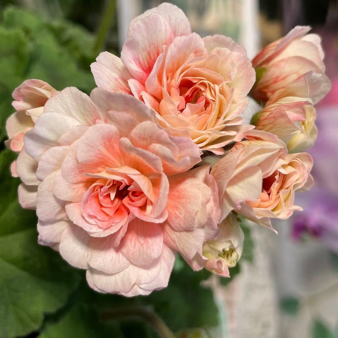 超珍しいゼラニウム　希少品種ゼラニウム　レア品種ゼラニウム　ECO01