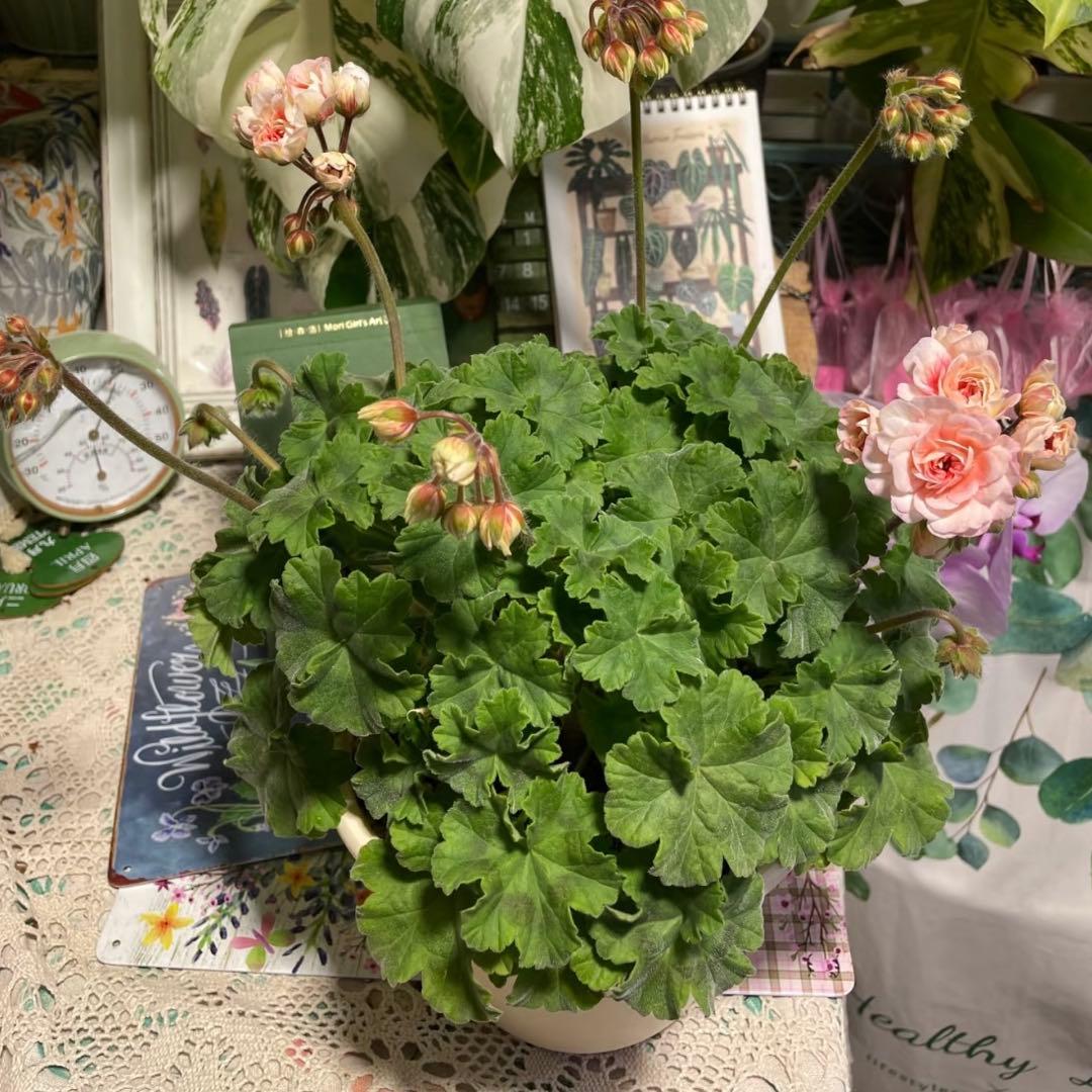 超珍しいゼラニウム　希少品種ゼラニウム　レア品種ゼラニウム　ECO01