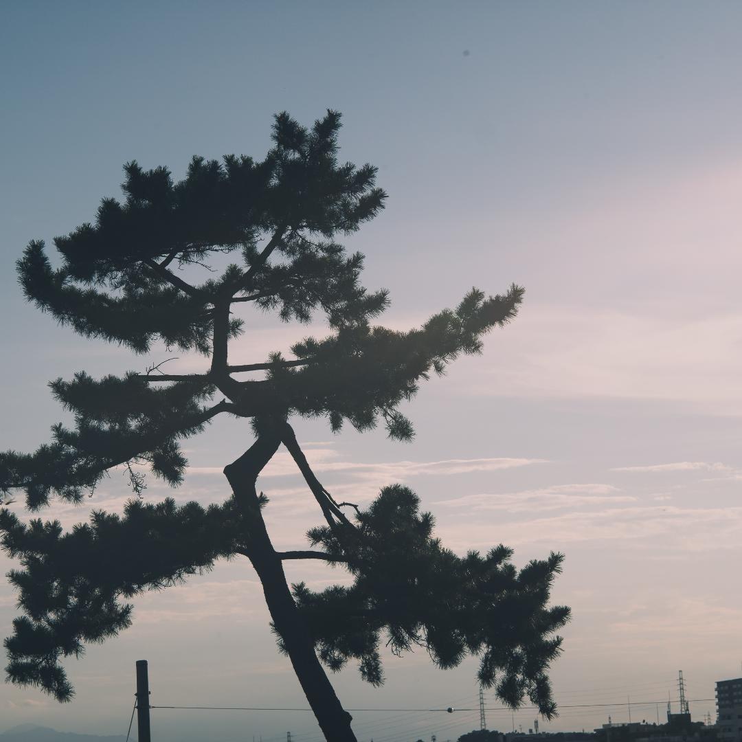 棚卸SALE！バブルボケ！TRIOPLAN 100mm ゼブラ