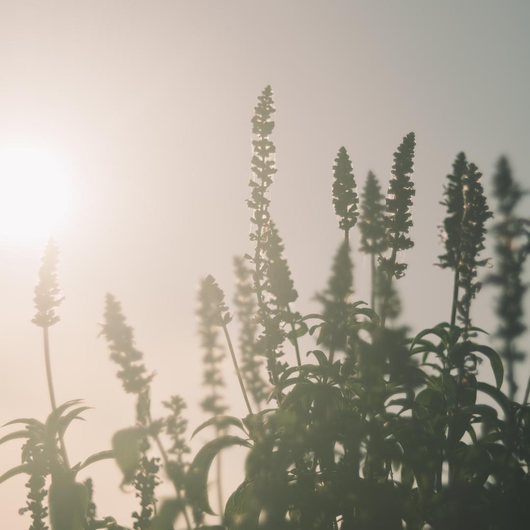 棚卸SALE！バブルボケ！TRIOPLAN 100mm ゼブラ