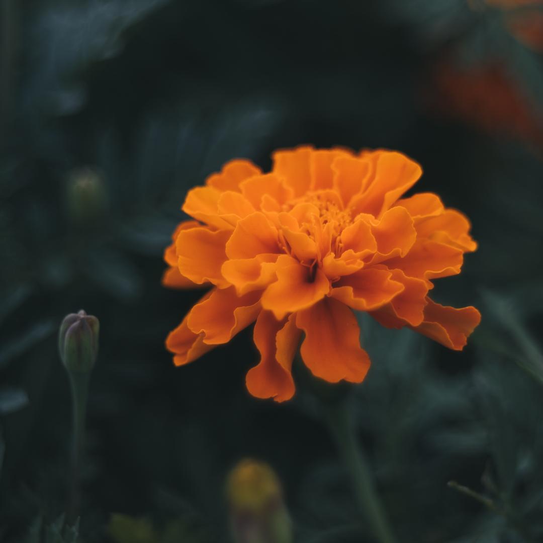 棚卸SALE！バブルボケ！TRIOPLAN 100mm ゼブラ