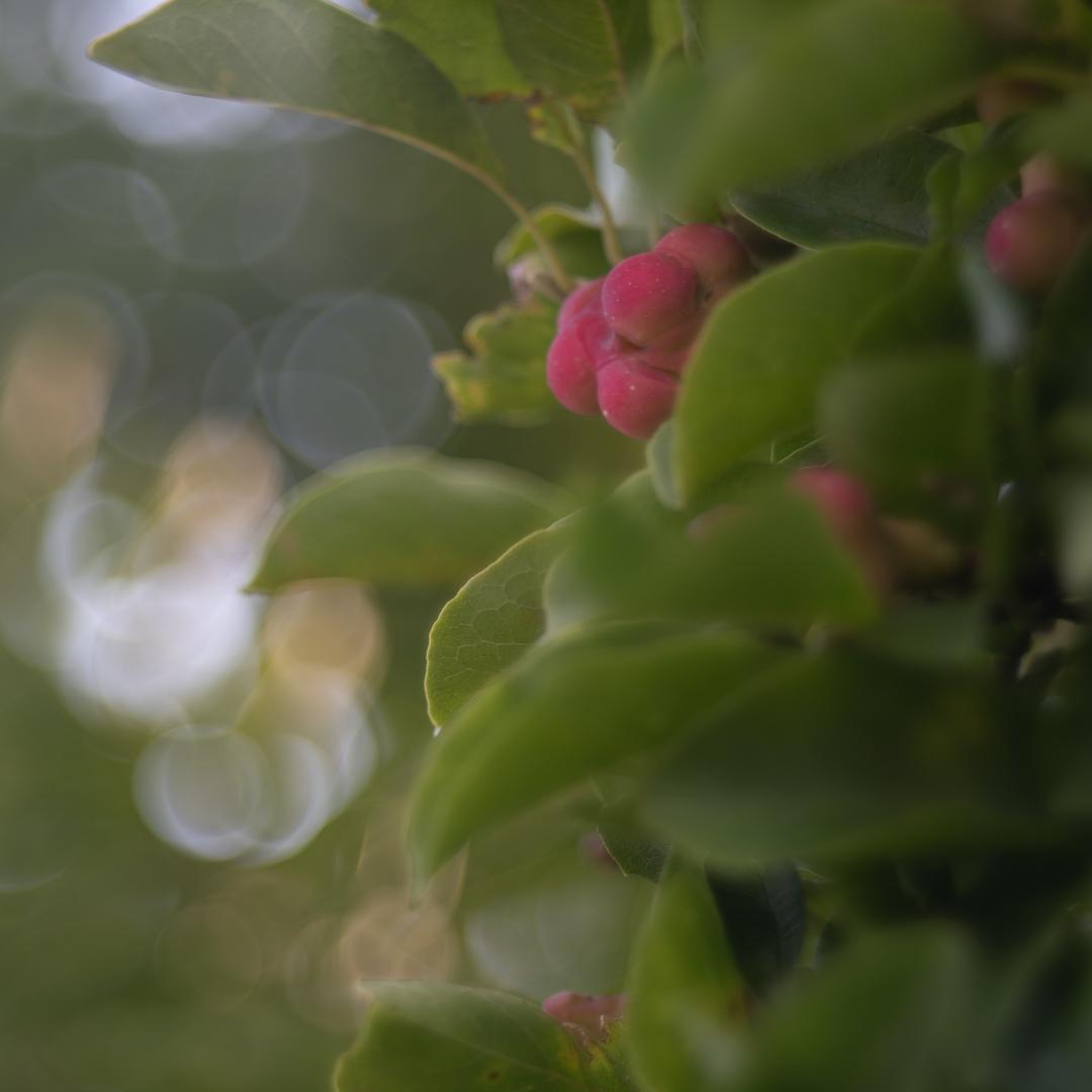 棚卸SALE！バブルボケ！TRIOPLAN 100mm ゼブラ