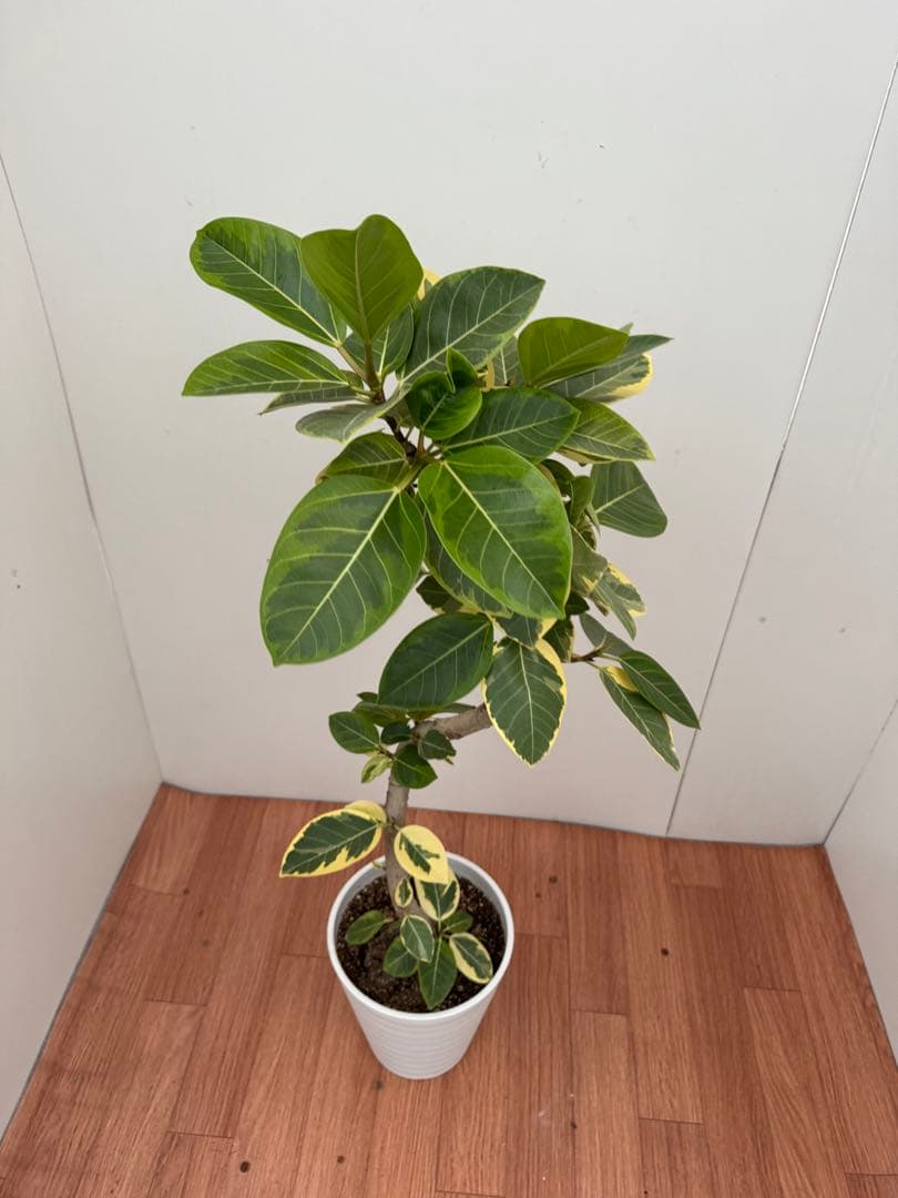 フィカス　アルテシマ　曲がり　1