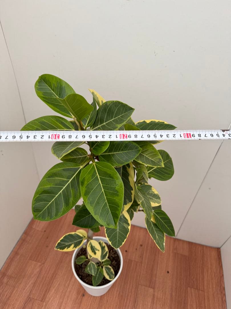 フィカス　アルテシマ　曲がり　1