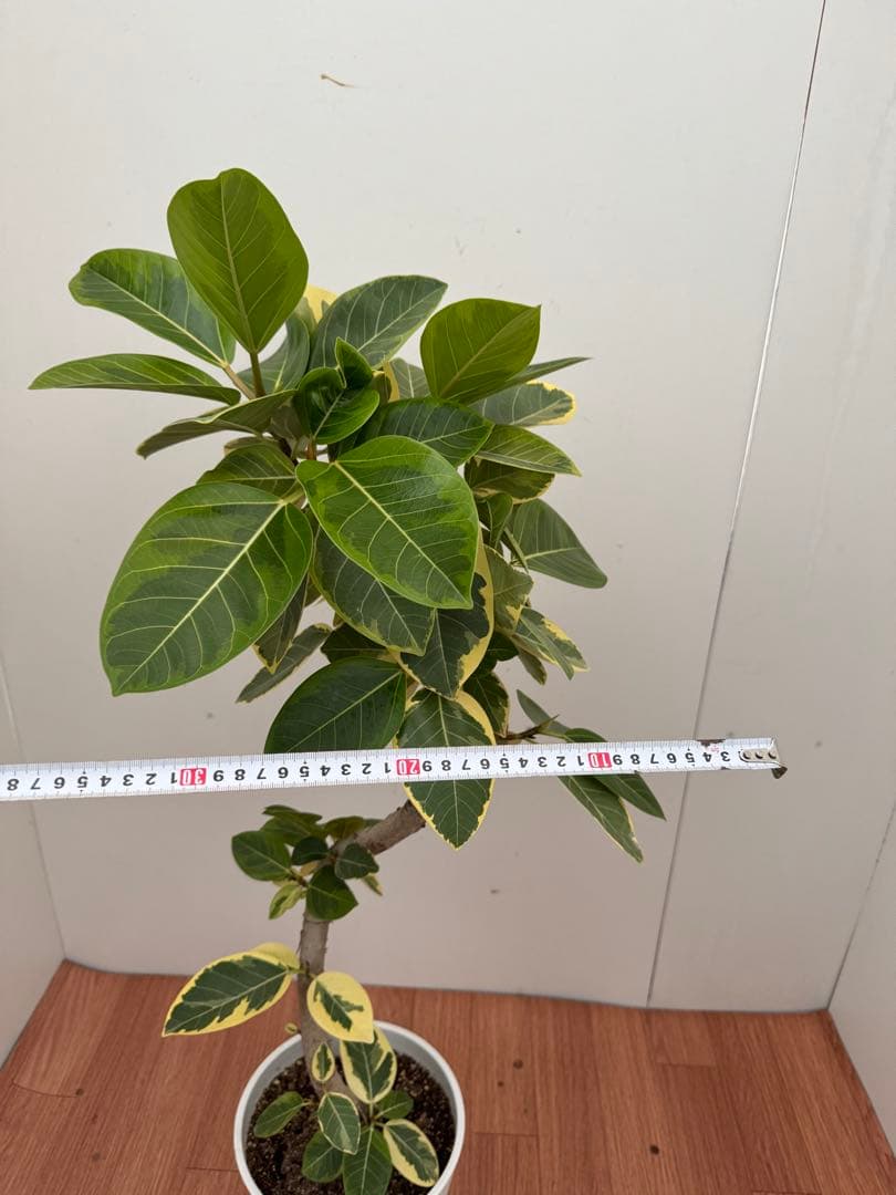 フィカス　アルテシマ　曲がり　1