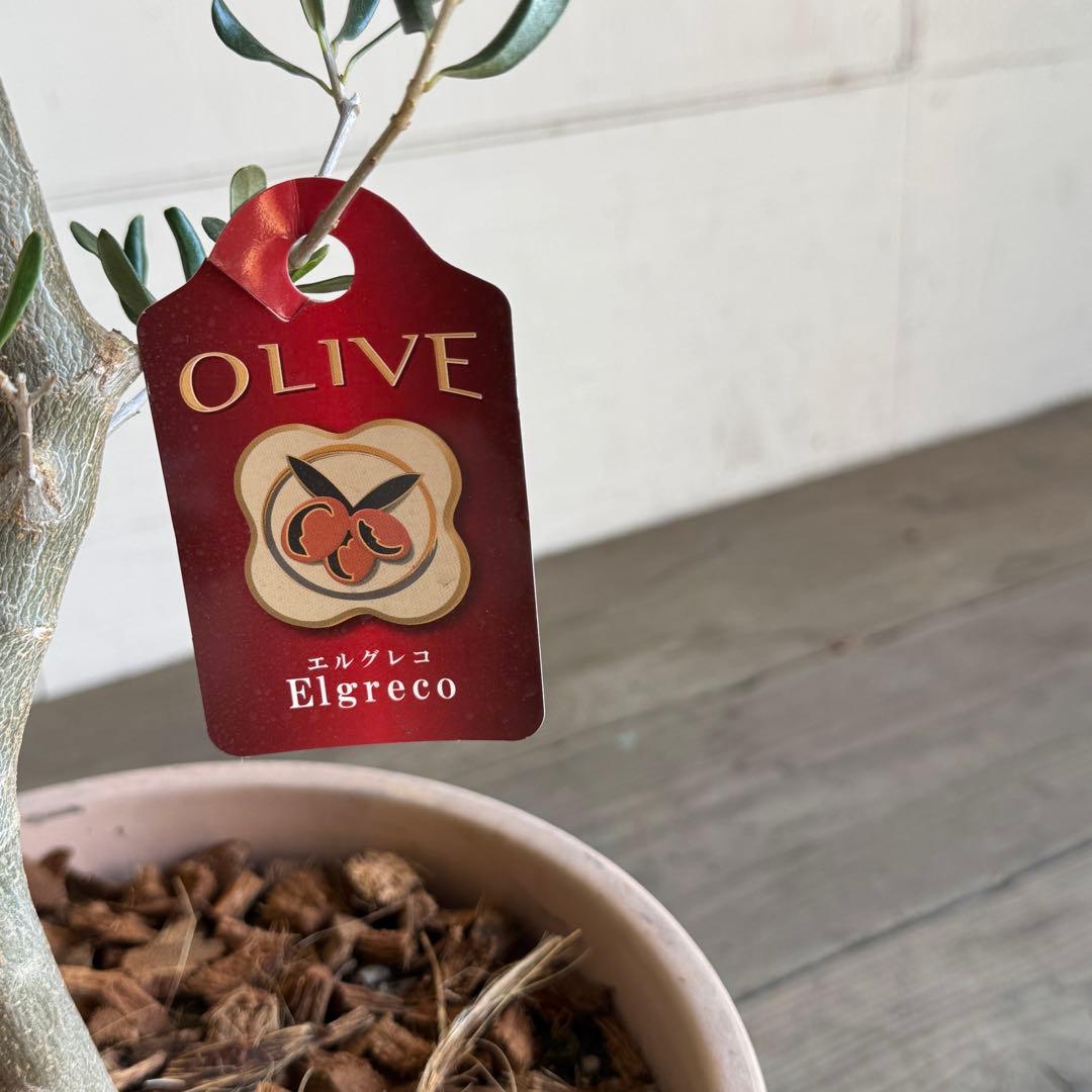 オリーブの木　イタリア製　テラコッタ植木　エルグレコ　H130