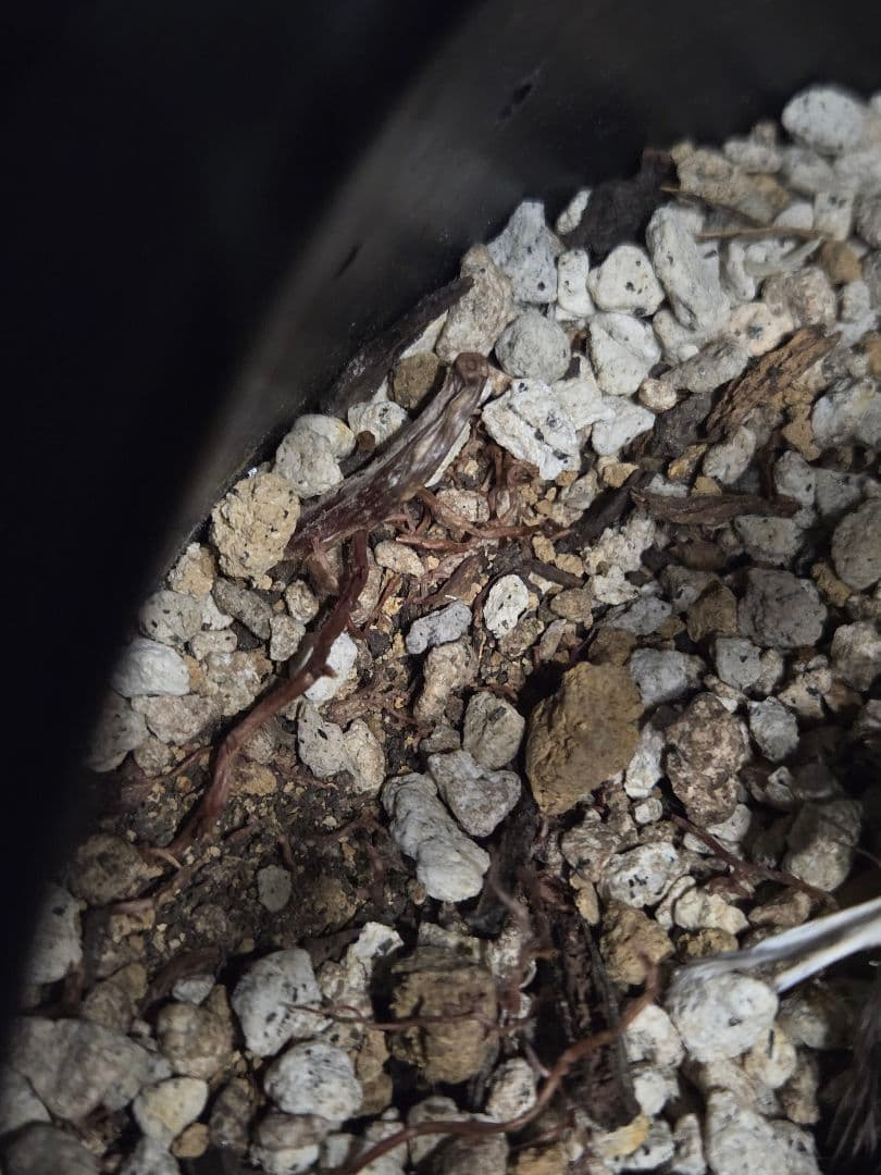 専用出品 リピ割 ユッカロストラータ 太株 (ふ)