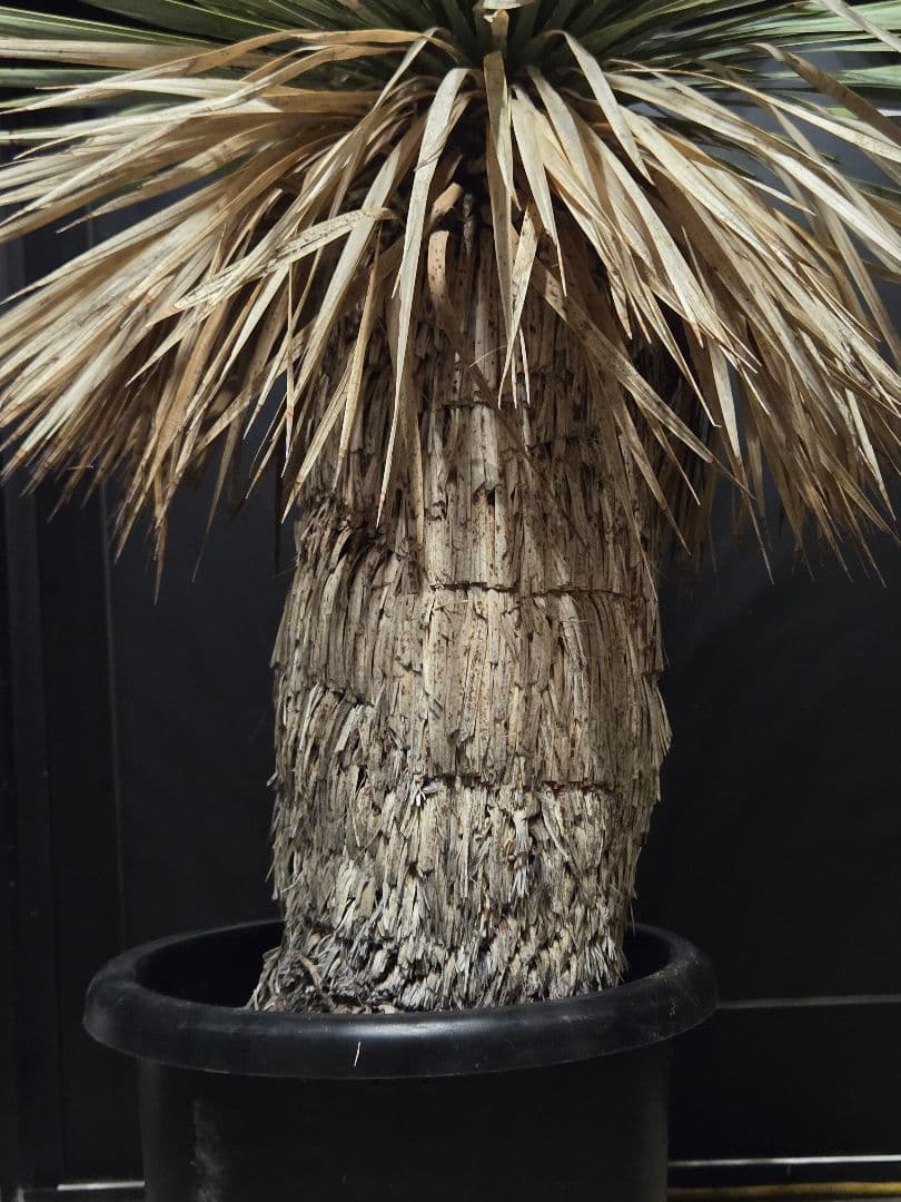 専用出品 リピ割 ユッカロストラータ 太株 (ふ)