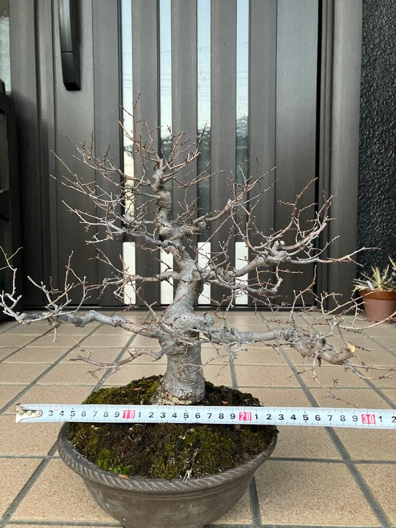 ◉欅ケヤキ盆栽　極太　究極の逸品！　大特価！早いもの勝ち。