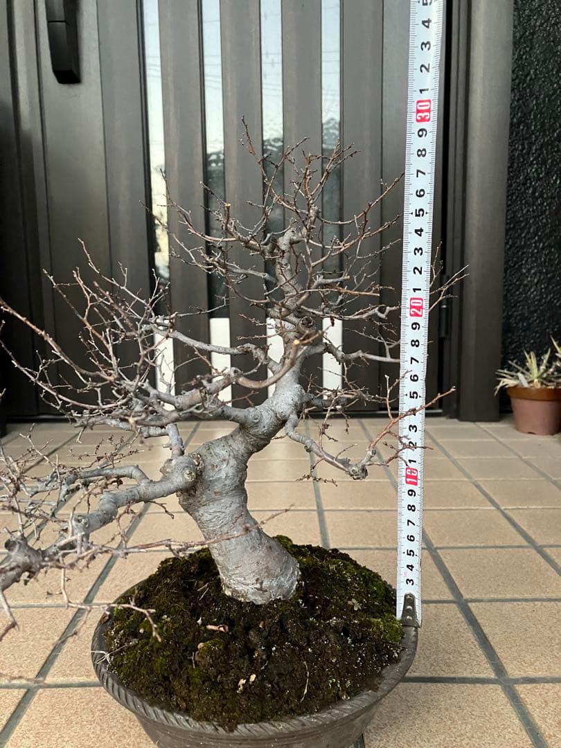 ◉欅ケヤキ盆栽　極太　究極の逸品！　大特価！早いもの勝ち。