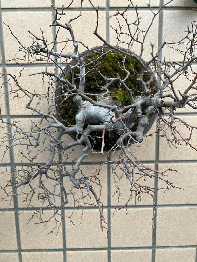 ◉欅ケヤキ盆栽　極太　究極の逸品！　大特価！早いもの勝ち。