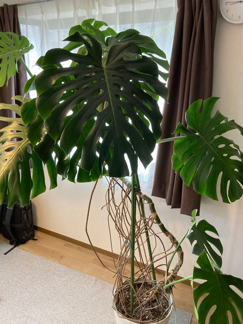 フェニックス　レア物　巨大❗️モンステラ　デリシオーサ　根上り❗
