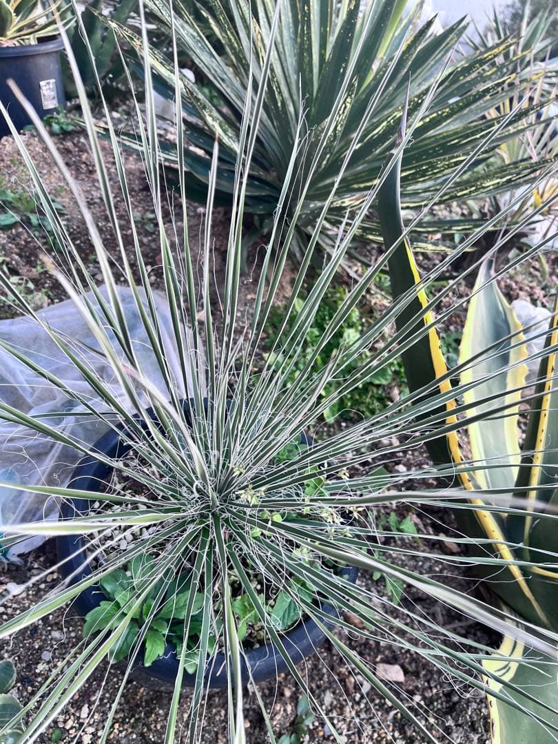 ユッカ　エラータ