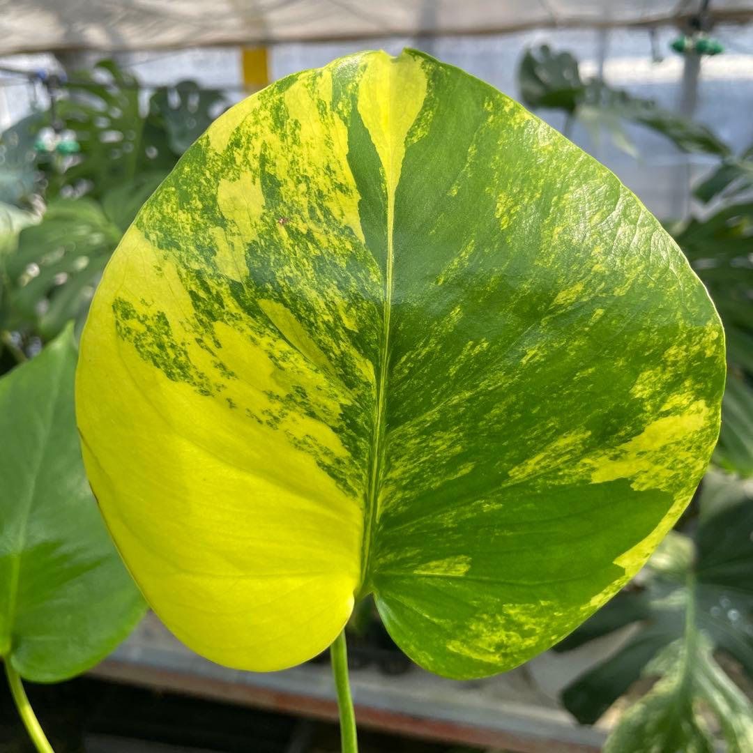 MS16 モンステラ　イエローマリリン　黄斑入り