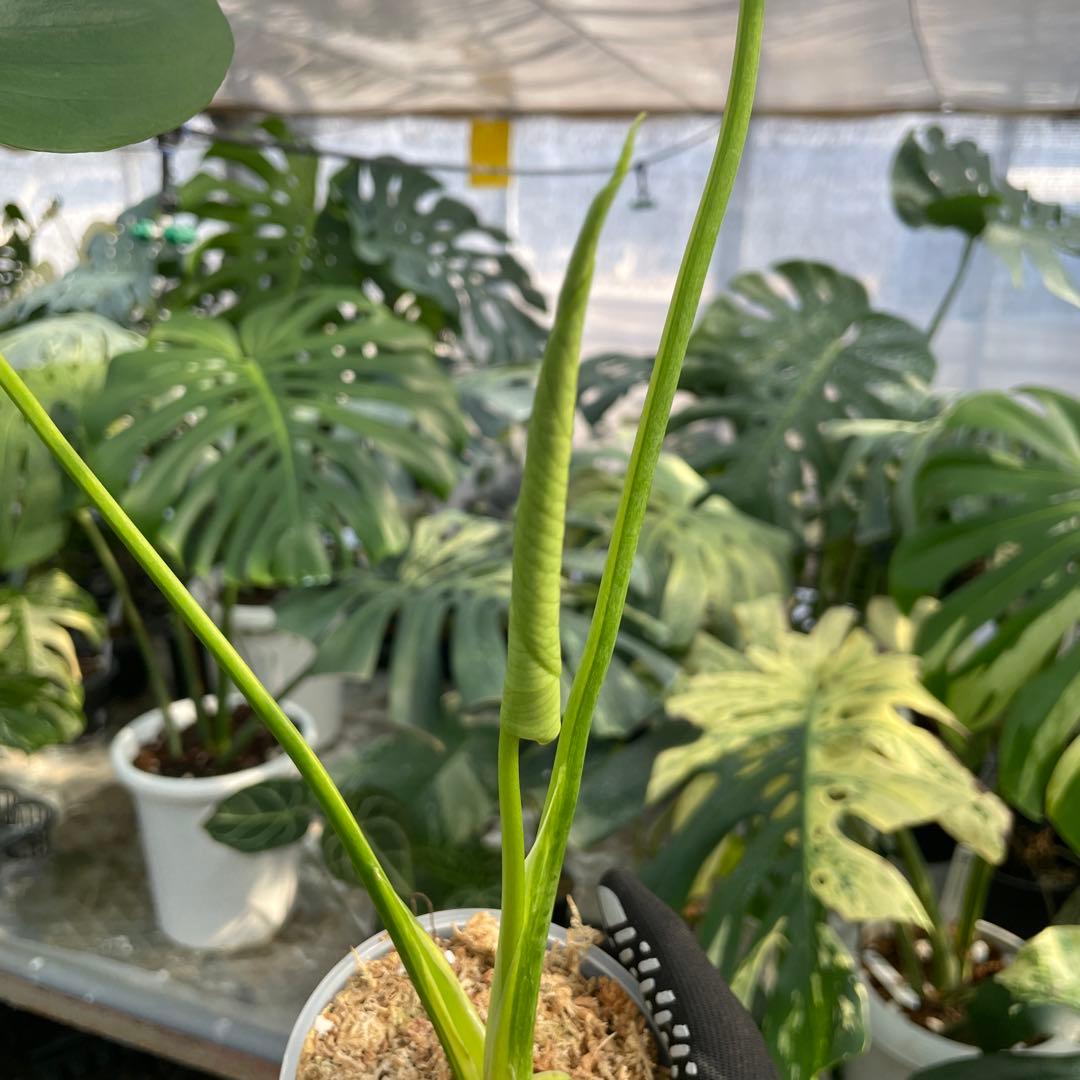 MS16 モンステラ　イエローマリリン　黄斑入り