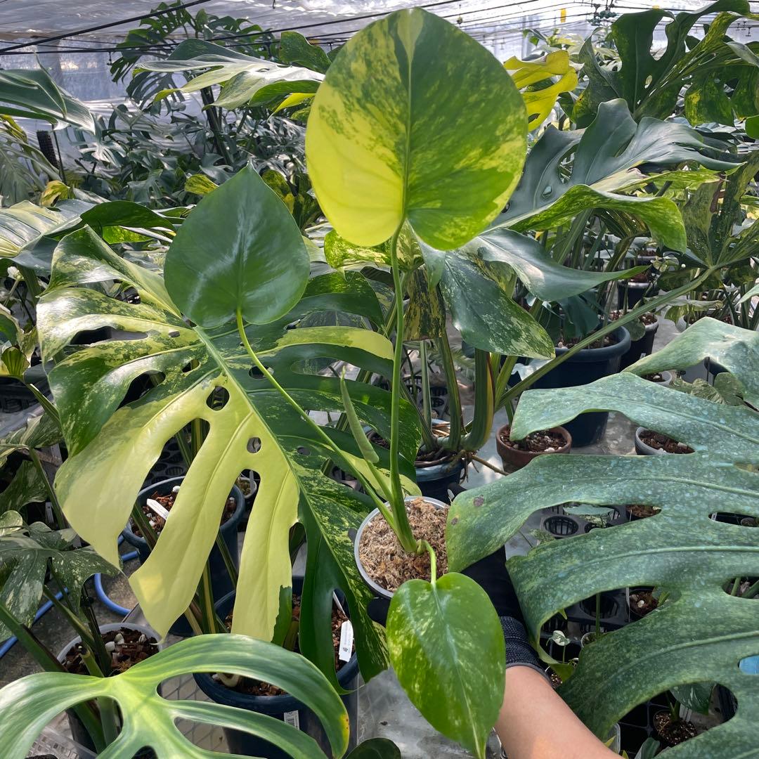 MS16 モンステラ　イエローマリリン　黄斑入り