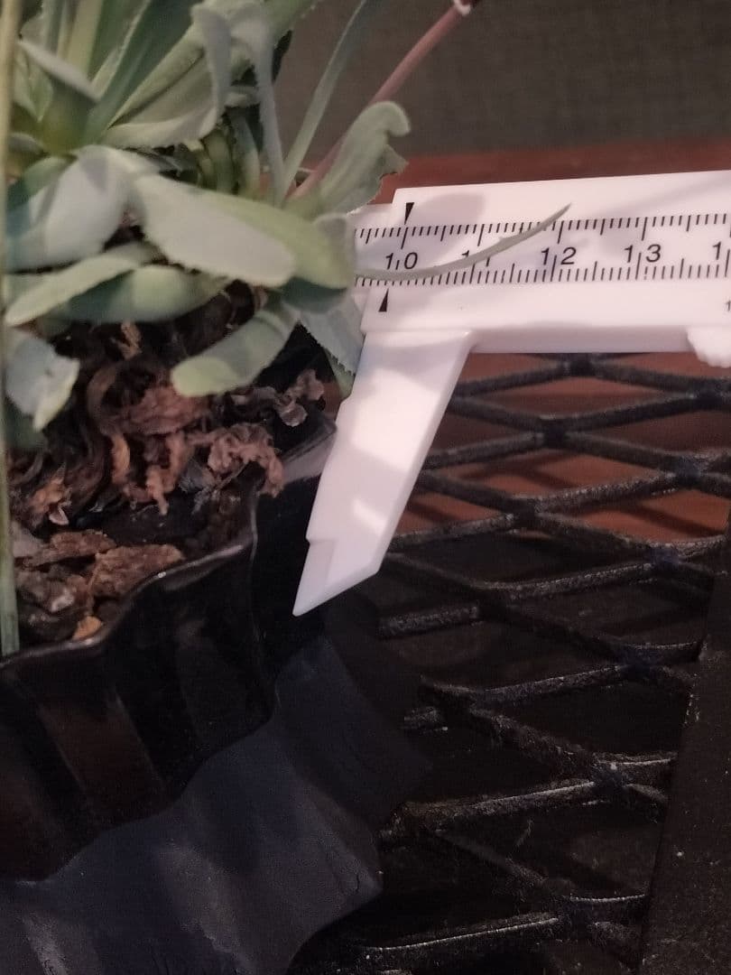 オトンナ レトロルサ 礎礎 鉢 発根 現地球 検)カタフ パキプス コミフォラ