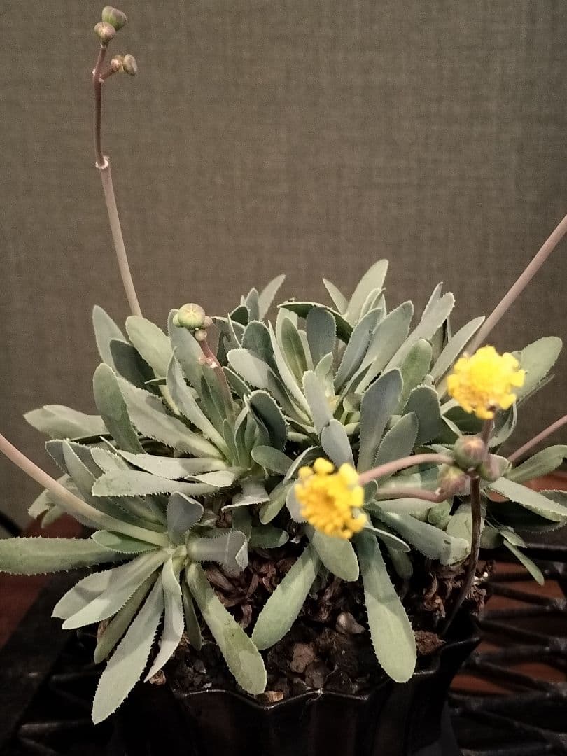 オトンナ レトロルサ 礎礎 鉢 発根 現地球 検)カタフ パキプス コミフォラ