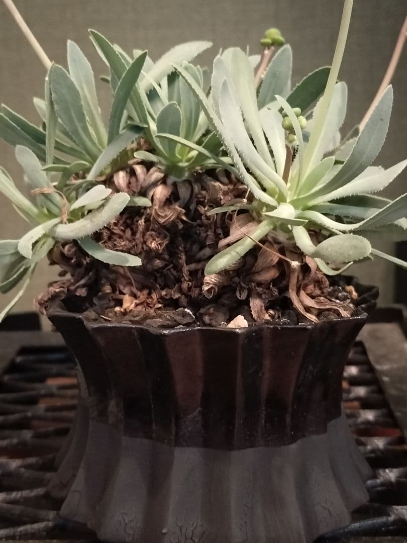 オトンナ レトロルサ 礎礎 鉢 発根 現地球 検)カタフ パキプス コミフォラ