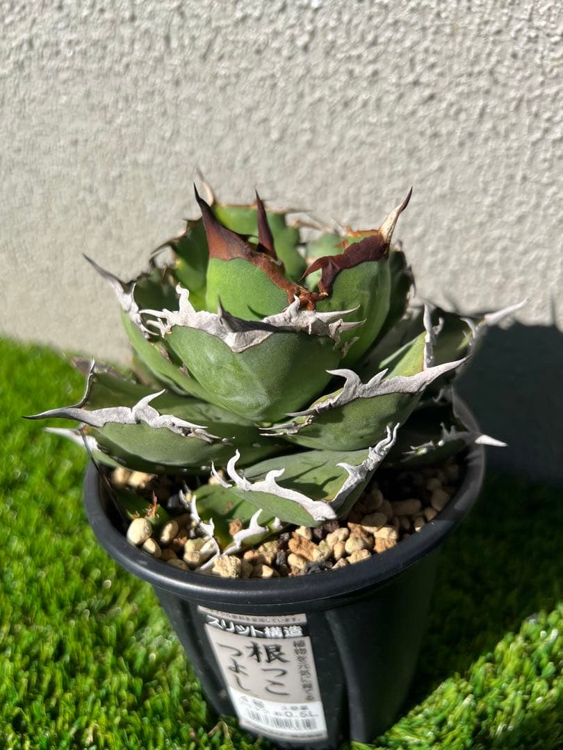 アガベ 黒犀牛　OC 親株出品　中株　コレクション株　現物出品