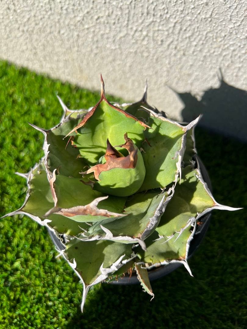 アガベ 黒犀牛　OC 親株出品　中株　コレクション株　現物出品