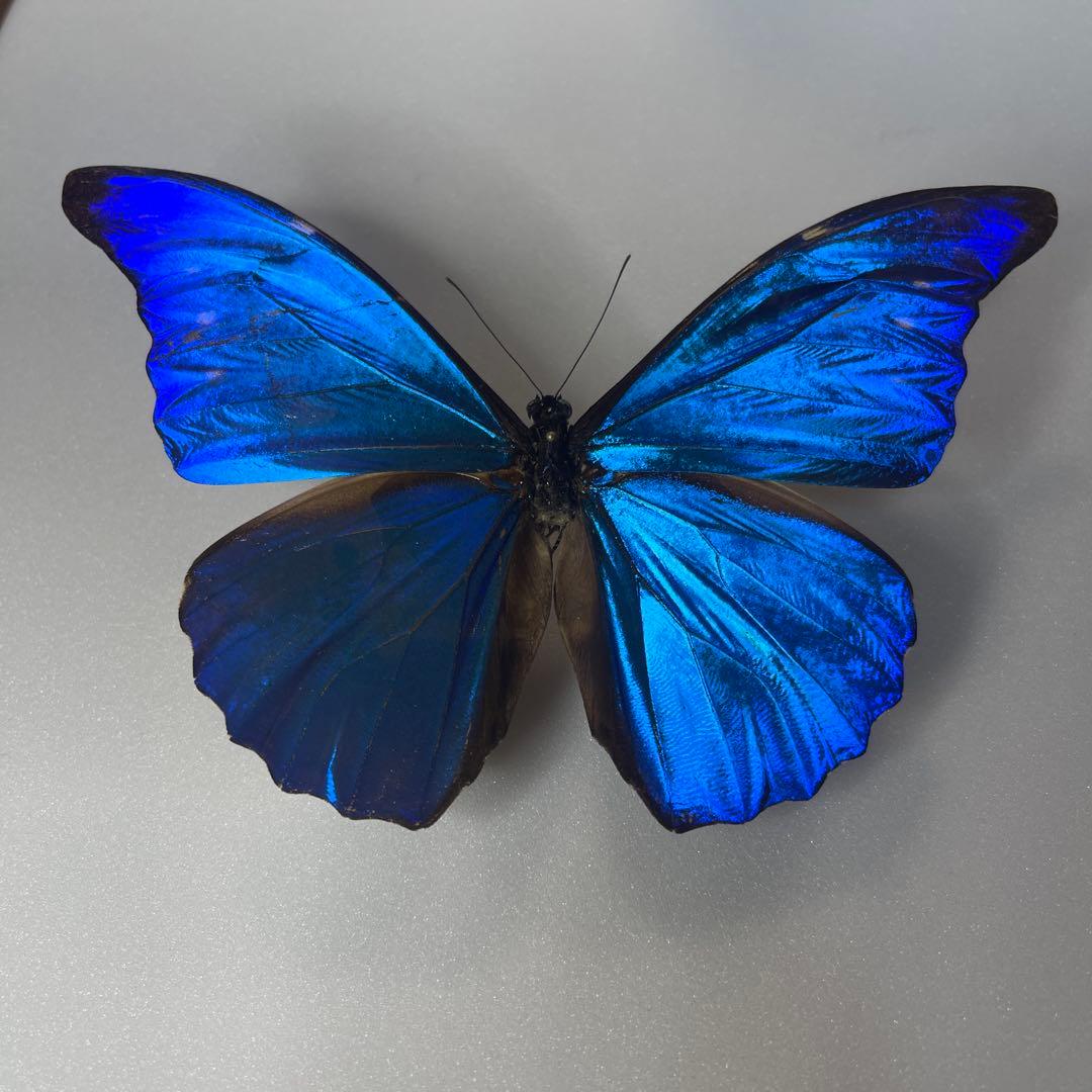 モルフォ蝶標本
