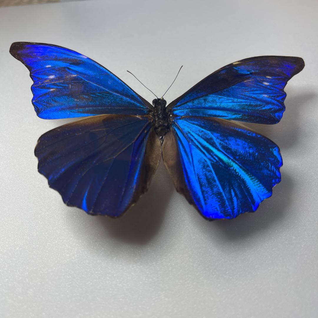 モルフォ蝶標本