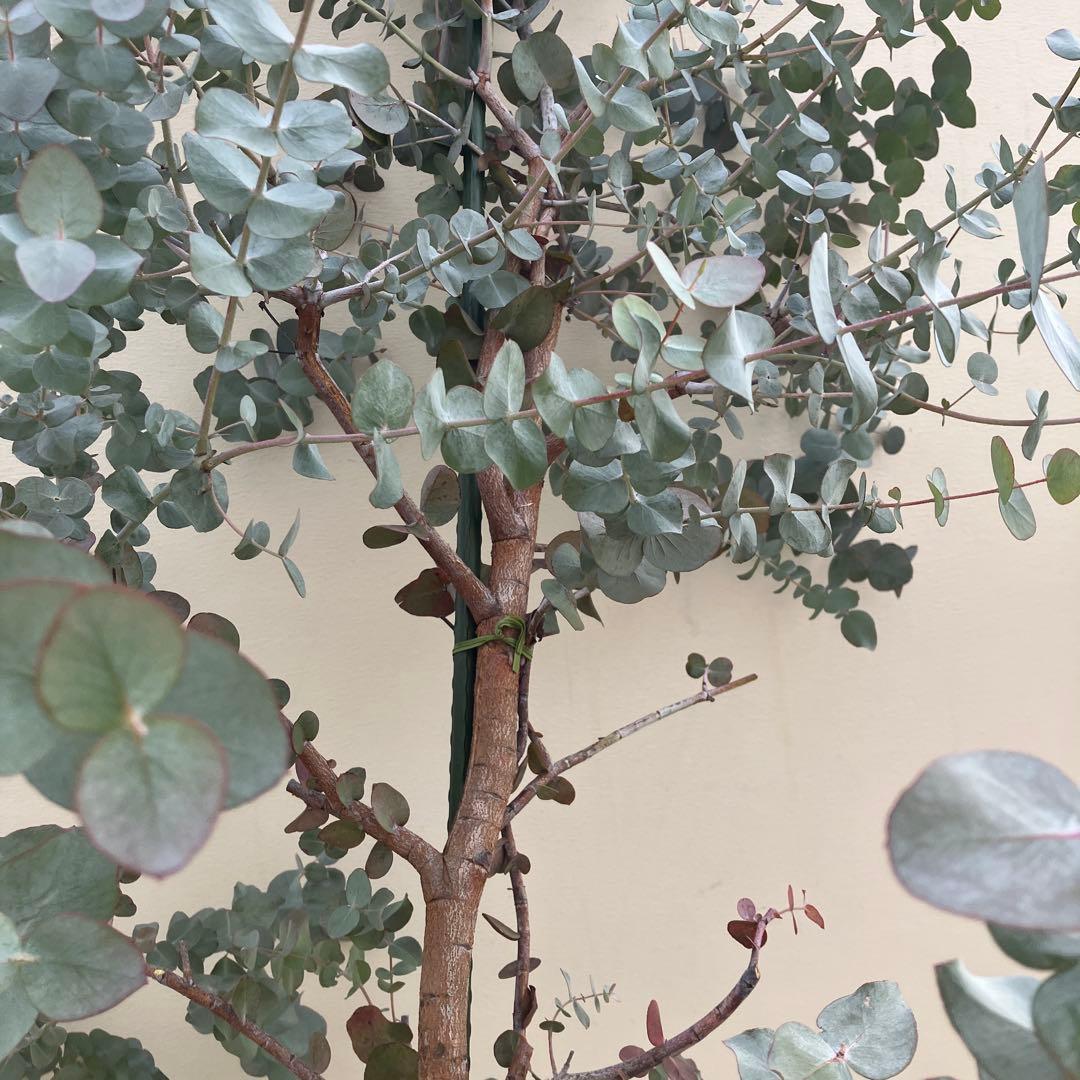 ユーカリ　シネレア　銀丸葉ユーカリ　常緑樹