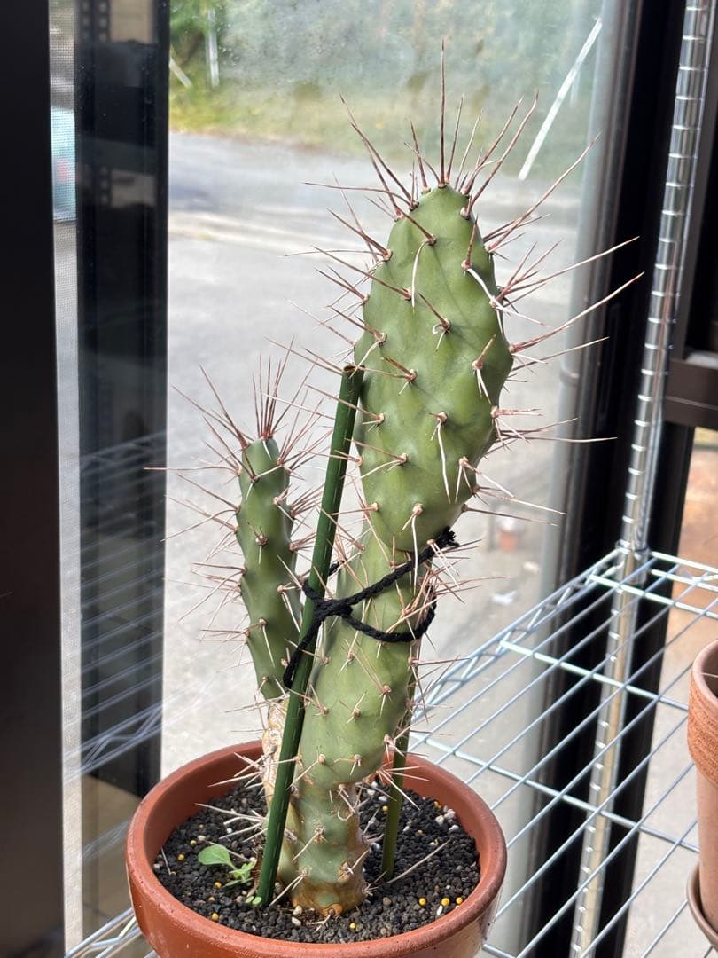 多肉植物 硫黄団扇　狂刺シリーズ