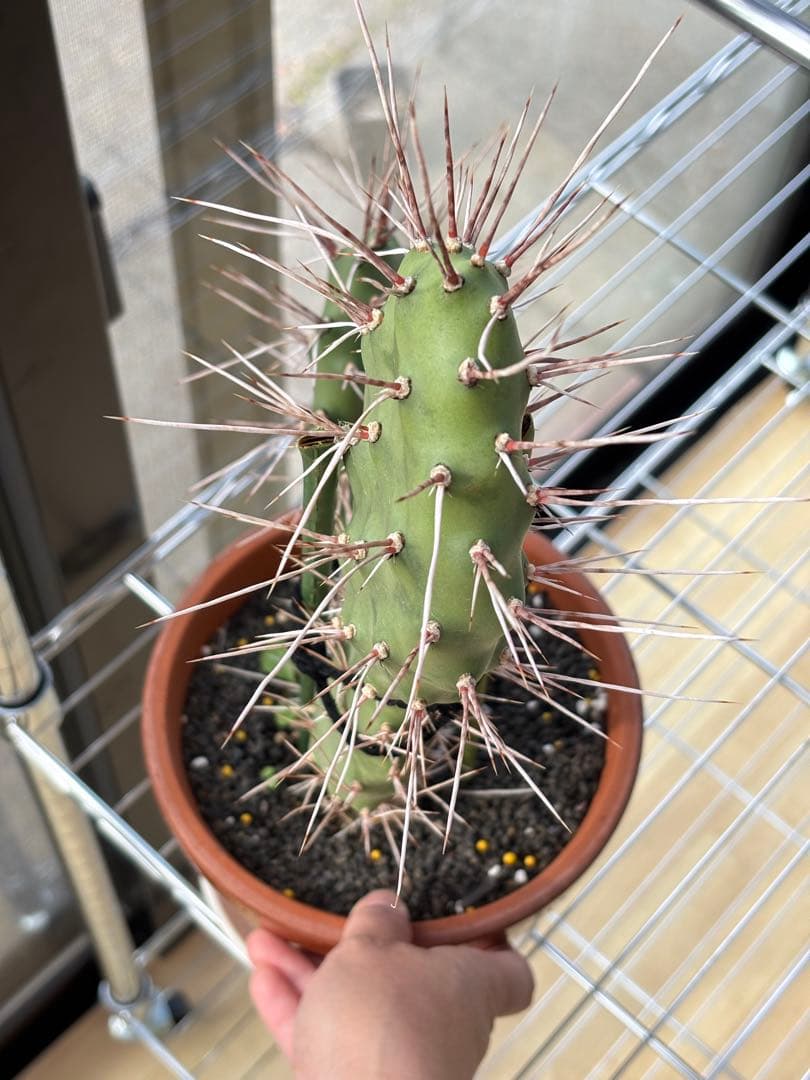 多肉植物 硫黄団扇　狂刺シリーズ