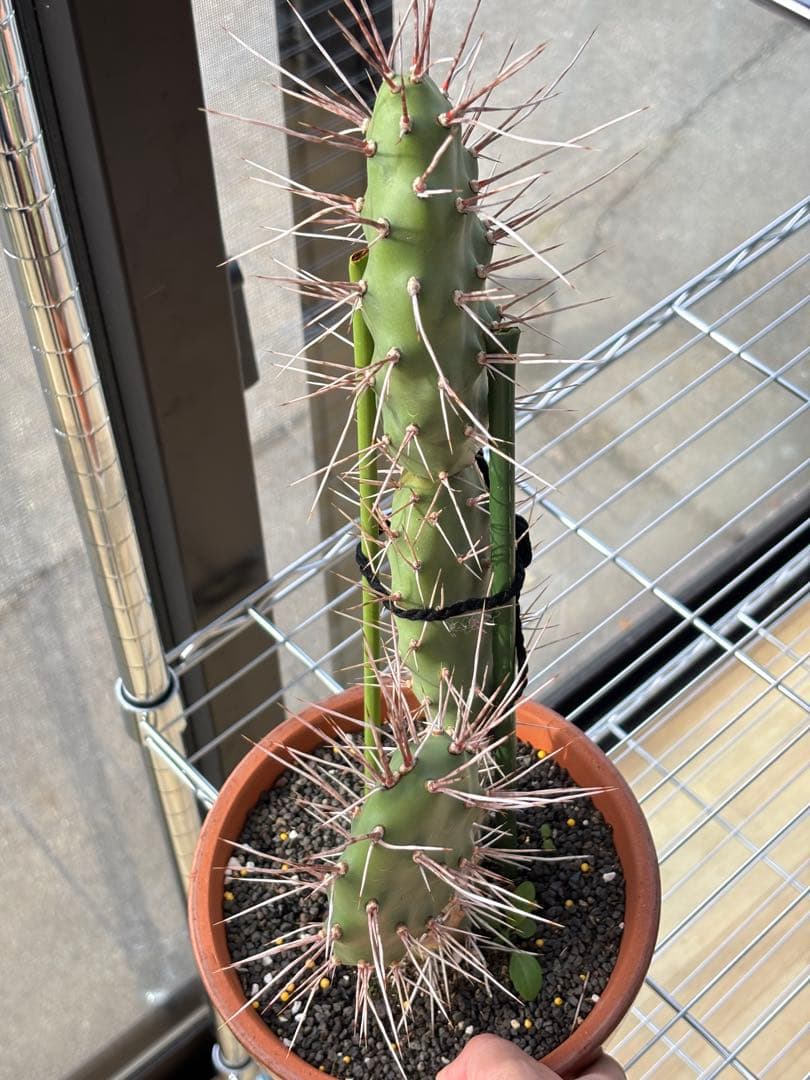 多肉植物 硫黄団扇　狂刺シリーズ