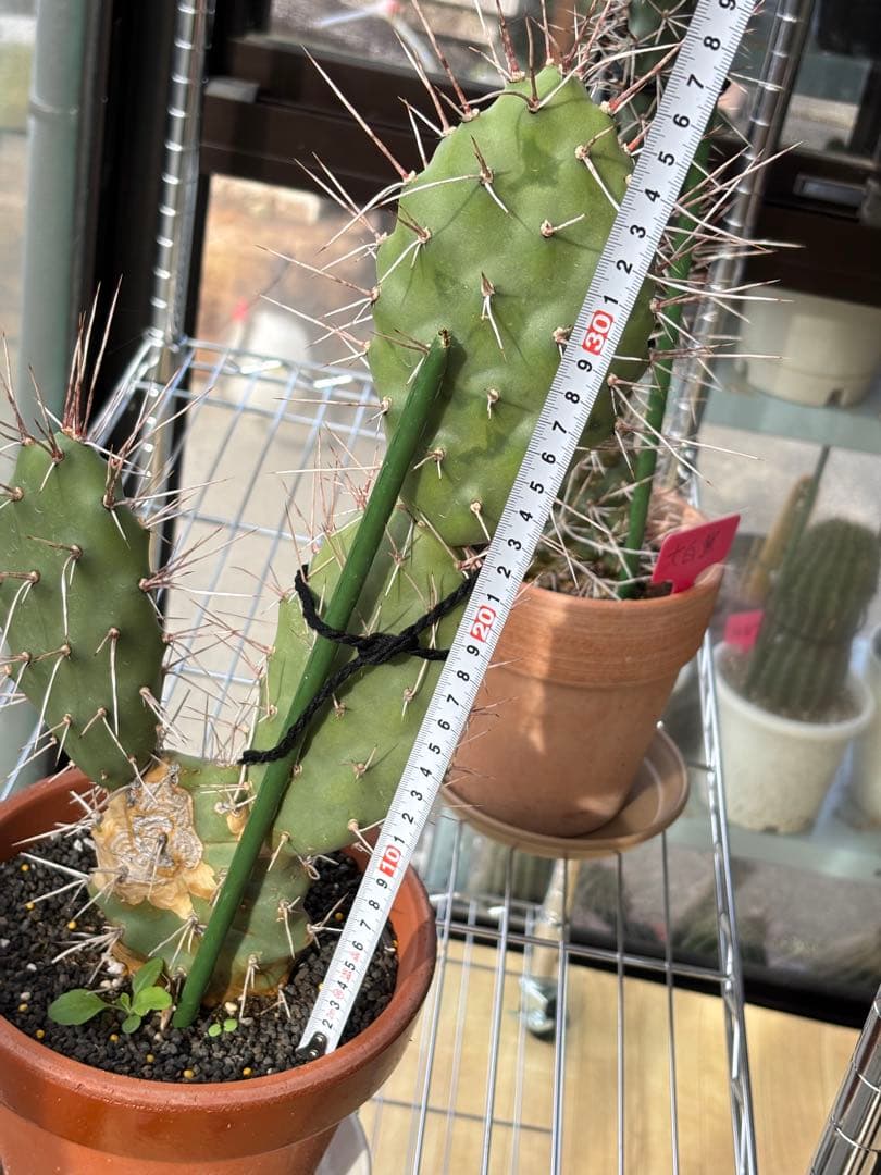 多肉植物 硫黄団扇　狂刺シリーズ