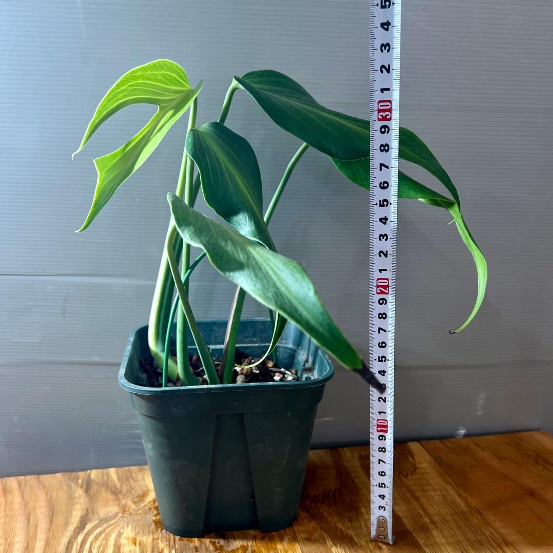 モンステラ　バールマルクスフレーム　大きめサイズ