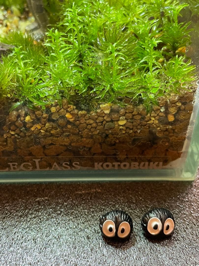 専用商品　苔テラリウム+ライト付　⑦