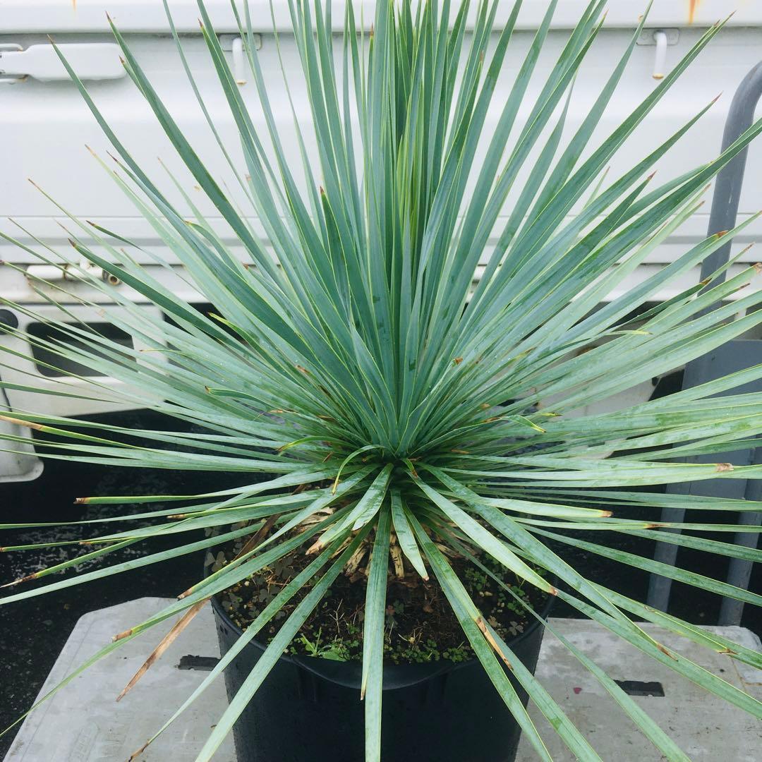 【高騰品種・発根済み】ユッカ ロストラータ スーパーシルバー 特選