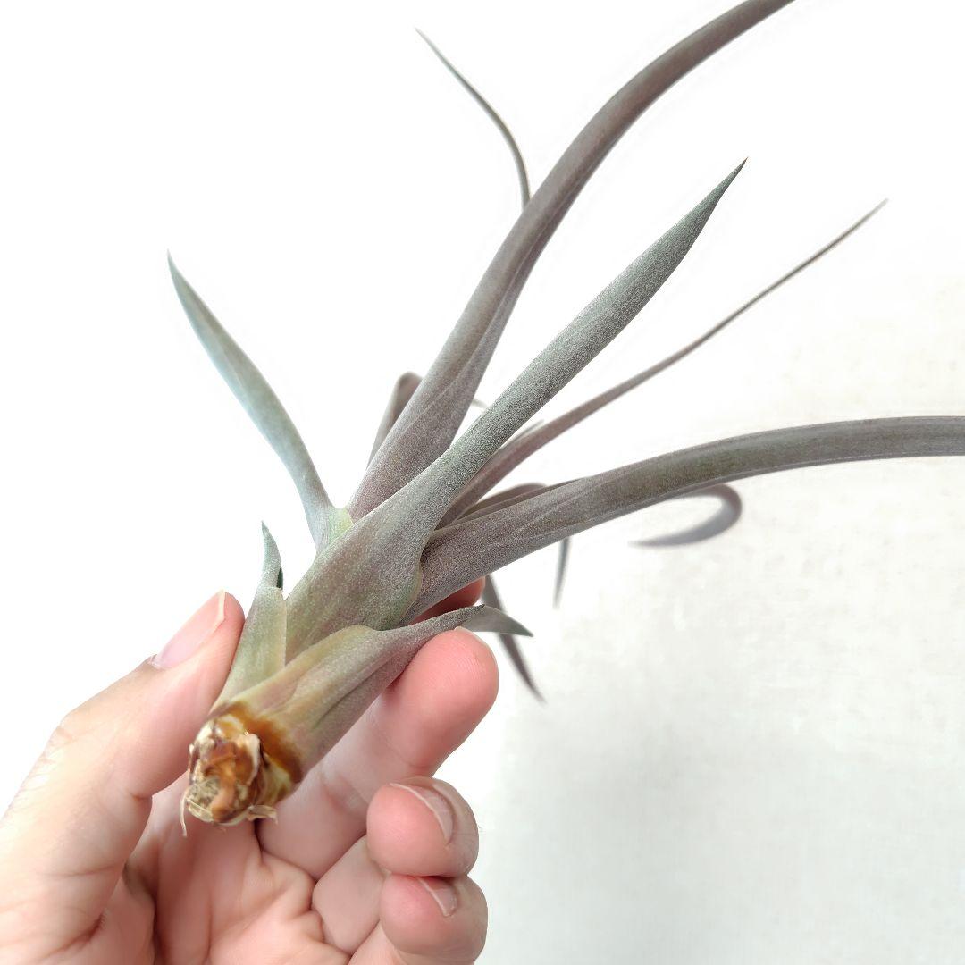 チランジア カピタータルブラ × ロシー