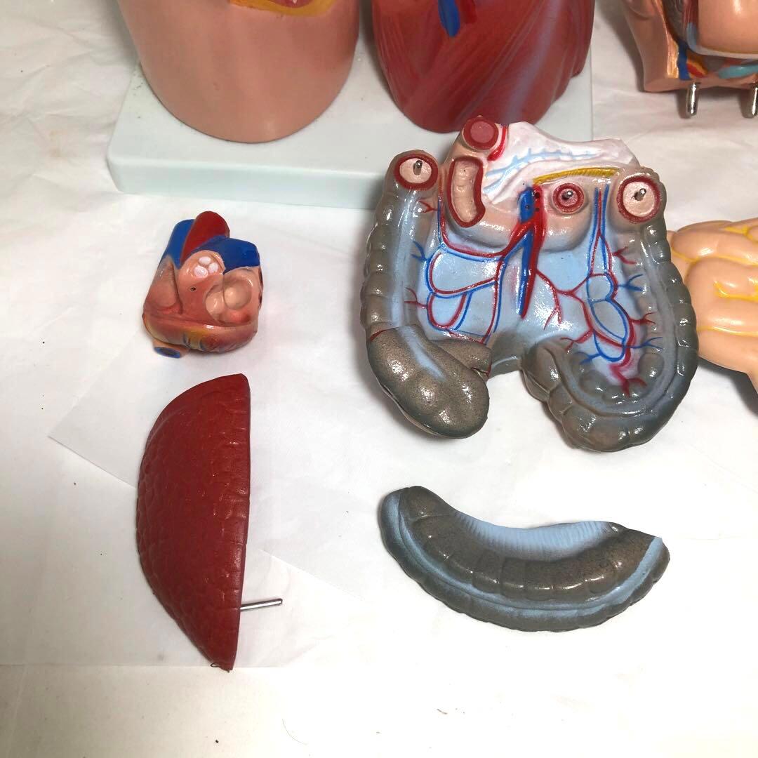 人体模型　解剖