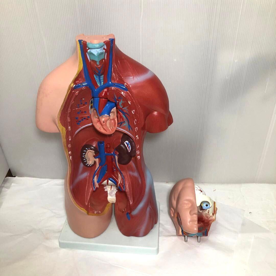 人体模型　解剖