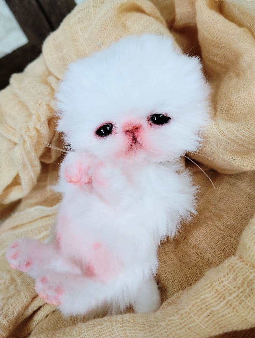 むぎゅサイズ♡お腹ぽっこり♡赤ちゃん子猫のピポちゃん♡アートドール♡ぬいぐるみ♡