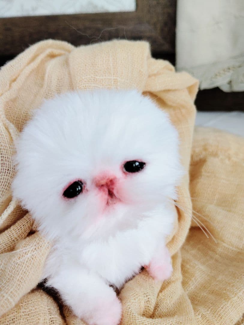 むぎゅサイズ♡お腹ぽっこり♡赤ちゃん子猫のピポちゃん♡アートドール♡ぬいぐるみ♡