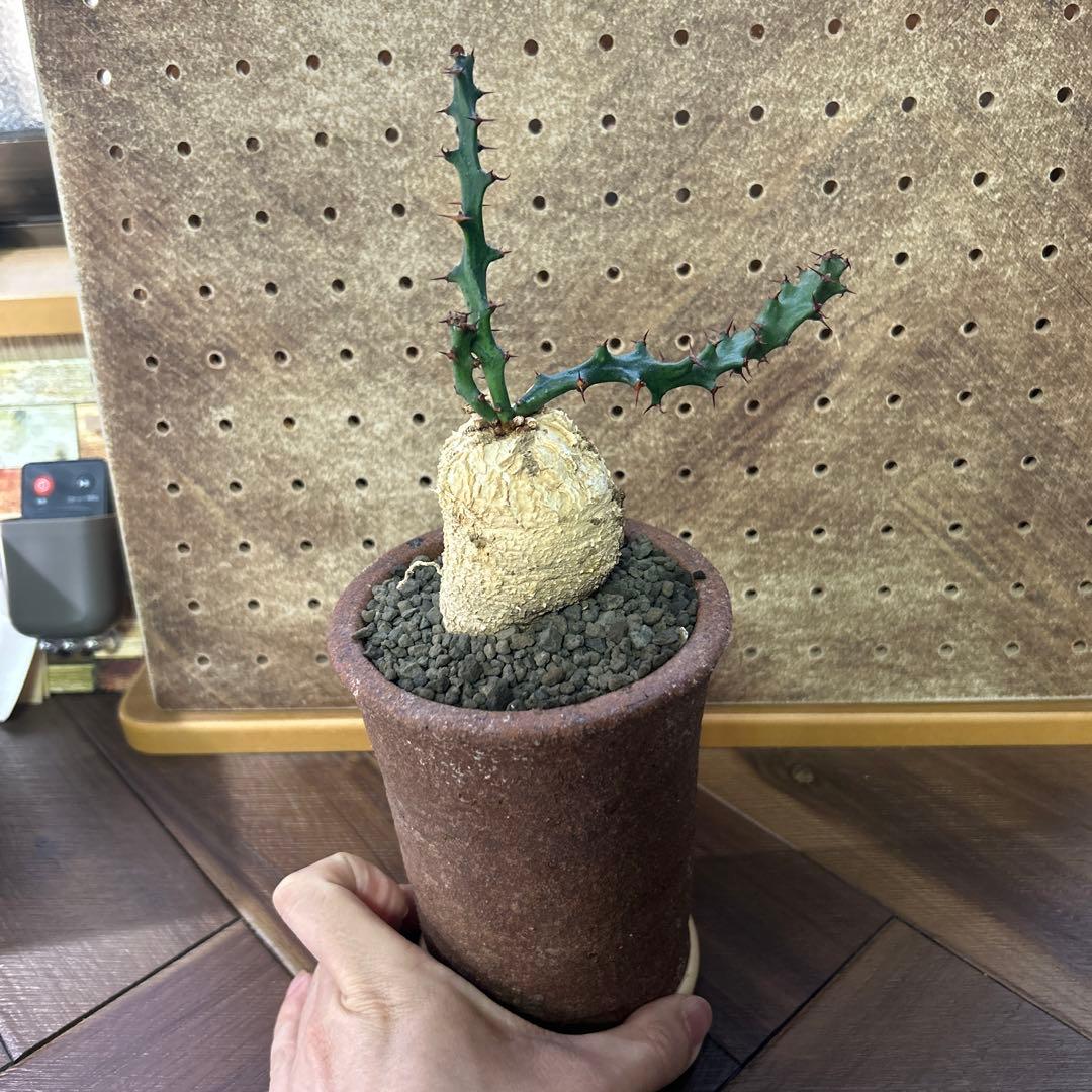 レア！大株 ユーフォルビア スクアローサ 奇怪ヶ島 現地球