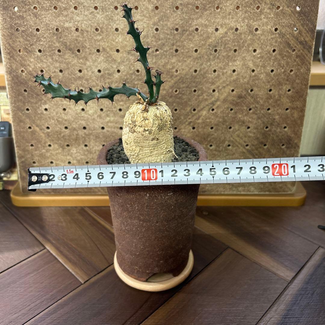 レア！大株 ユーフォルビア スクアローサ 奇怪ヶ島 現地球