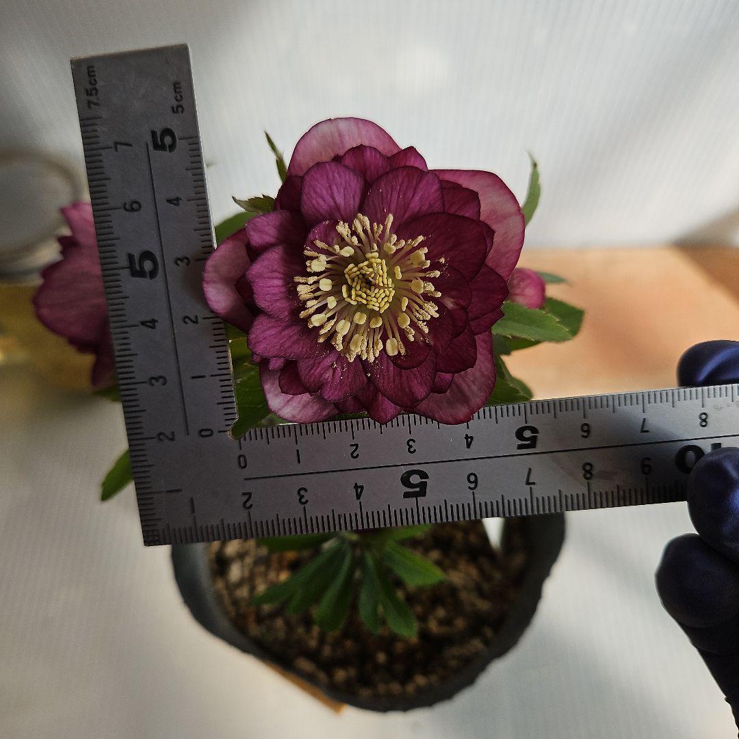 チャッピ様ご購入苗㉖-241㉖-242クリスマスローズ